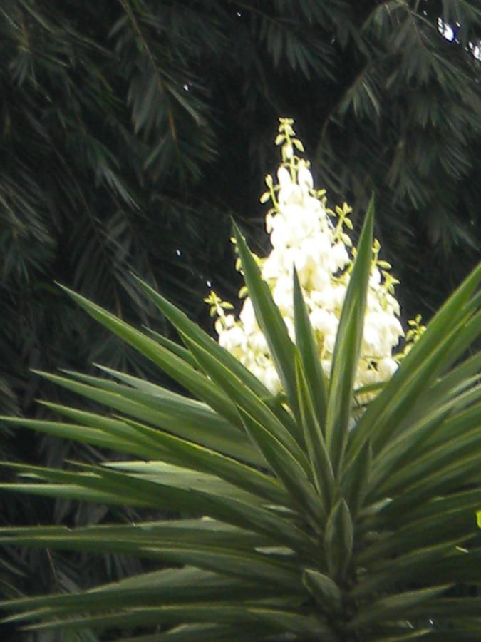 Hosteria "El Encanto" San Miguel de los Bancos エクステリア 写真